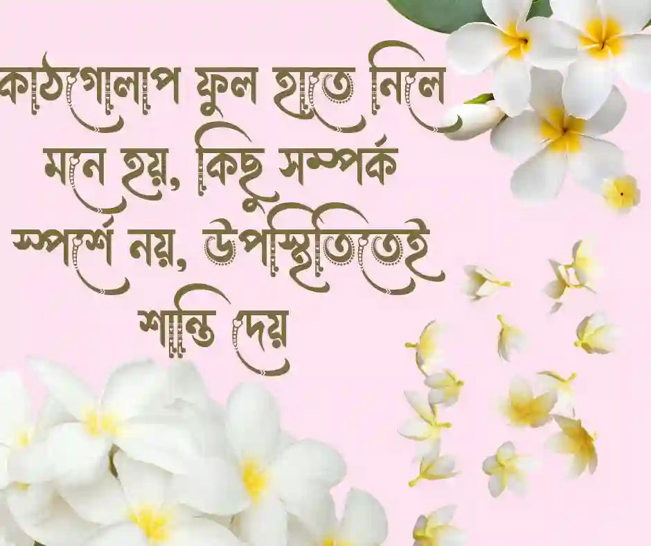 কাঠগোলাপ ফুল নিয়ে ক্যাপশন