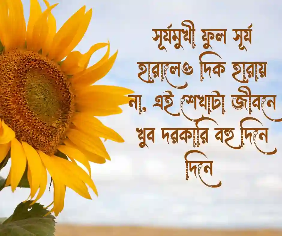 সূর্যমুখী ফুল নিয়ে ক্যাপশন